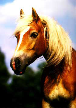 HAFLINGER